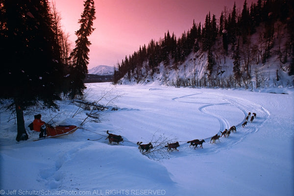 2019 Iditarod Coverage--Day 1 Update
