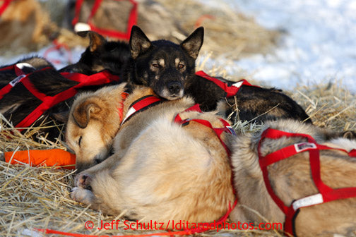 2019 Iditarod Coverage -- Day 6.5
