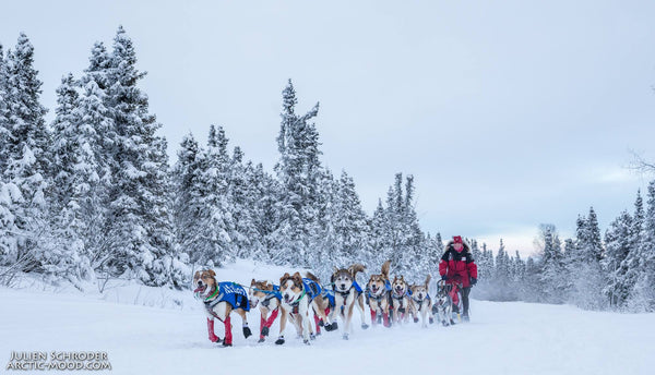 Aliy Zirkle - Musher Profile - One of the Best