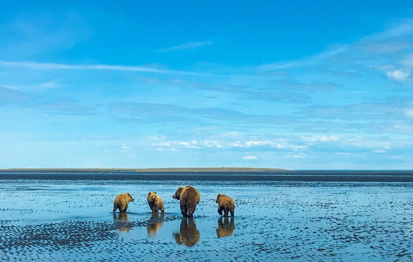 World-Class Brown Bear Viewing In Alaska's Lake Clark National Park