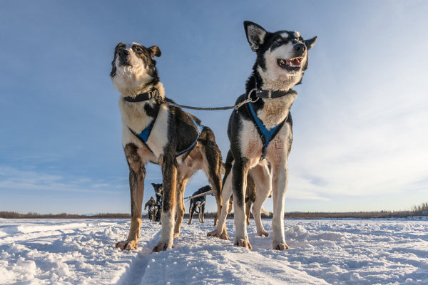 2019 Iditarod Coverage - The Birth of the Iditarod﻿