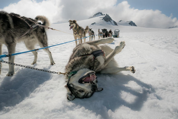 13 Alaska Dog Sledding Adventures That Offer The Thrill Of A Lifetime