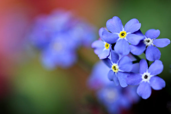 The 6 Most Beautiful Alaskan Wildflowers You'll See This Summer