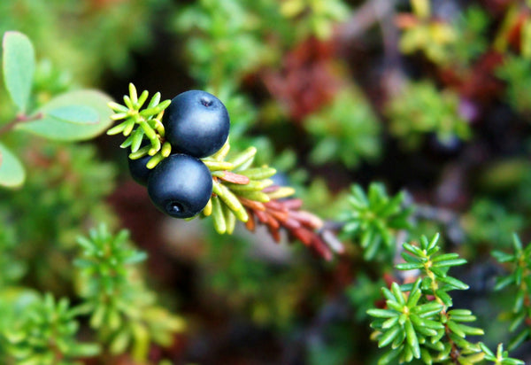 5 Delicious Berries You Should Pick On Your Next Alaska Hike