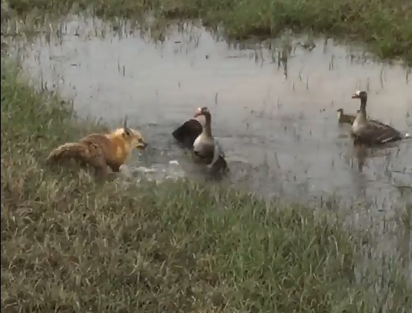 White Fronted Goose defends Goslings from Red Fox in Alaska (Video)