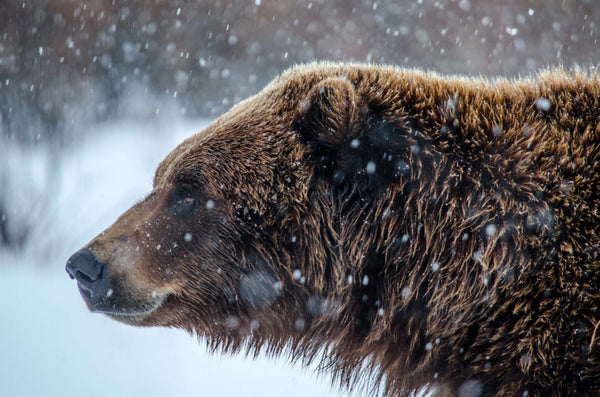 Government Hill Announces Bear Drop Festival!