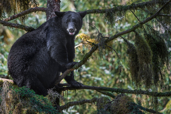 Bear Attacks - Killer Statistic That May Surprise You