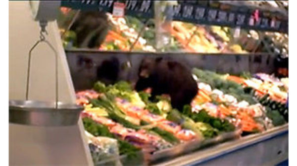 13 Times Alaska Bears Thought They Were Humans And Got Caught On Candid Camera