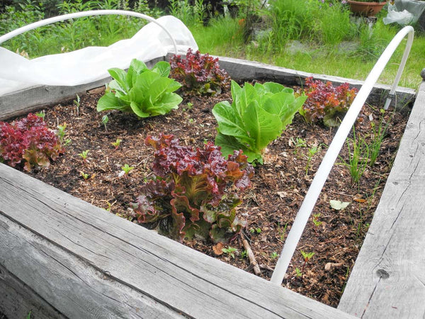 How to: Starting, Hardening Off and Planting Seeds in Southcentral Alaska