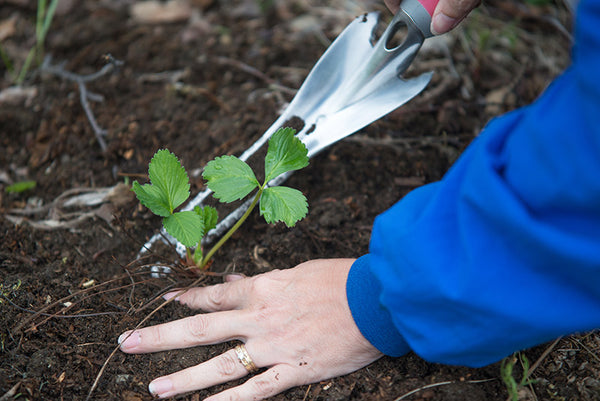 How to: Growing Strawberries in Alaska