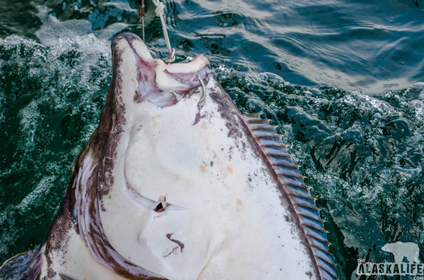 A Day of Fun Halibut Fishing in Seward, Alaska!