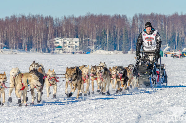 Dallas Seavey - Musher Profile - An Alaskan Phenom