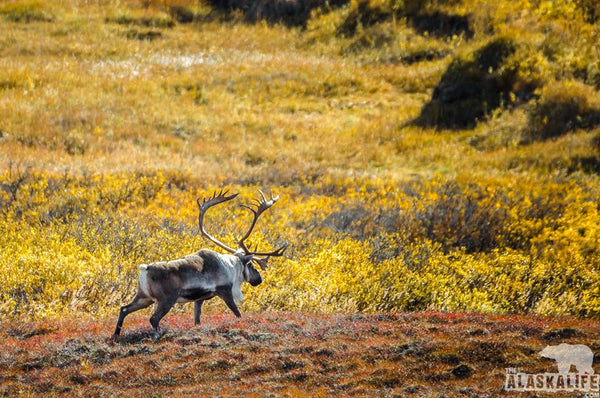 The Denali Road Lottery - All You Need to Know!