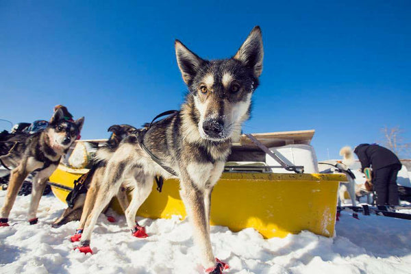 Does the Iditarod Need to be Fixed?