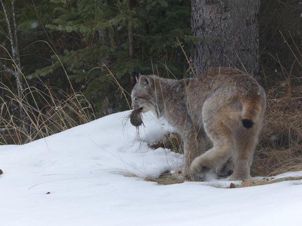 Lynx In Alaska Plays With Food Before Dinner