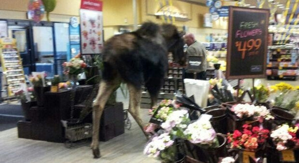 15 Times Alaska Moose Thought They Were Humans And Got Caught On Candid Camera