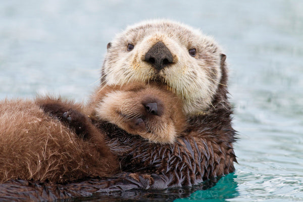 13 Adorable Alaska Wildlife Moments That'll Make Your Heart Smile