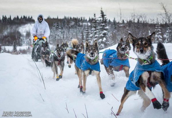 Nicolas Petit - Musher Profile - Ready To Win