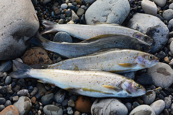 Alaska's Aggressive Arctic Grayling - Fierce Eaters Make For A Fun Catch