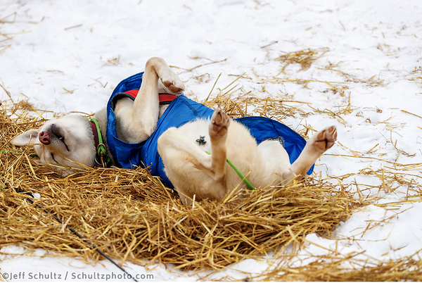 2019 Iditarod Update -- Day 3