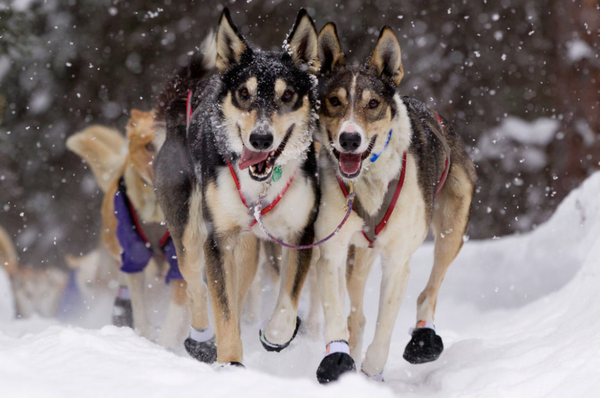 2019 Iditarod Coverage -- Day 6