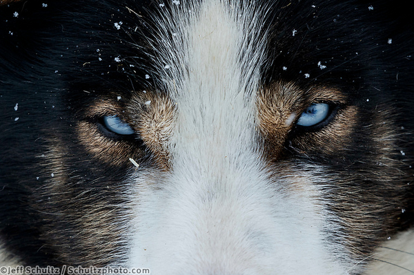 2019 Iditarod Coverage -- Day 9