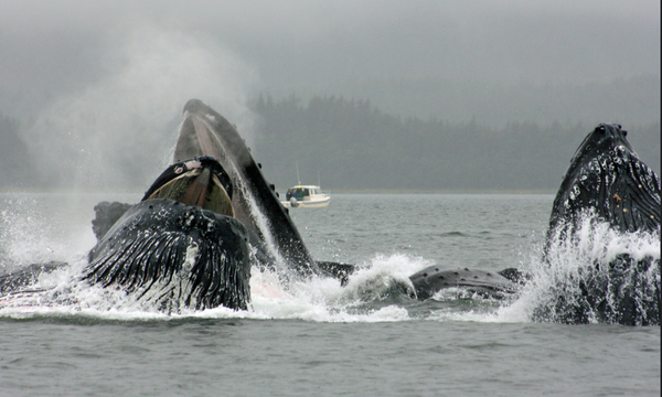 Whales in Alaska are huge.  But did you know that they sing? (Video)