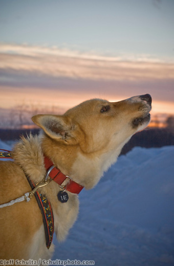 Iditarod 2020 - March 9th