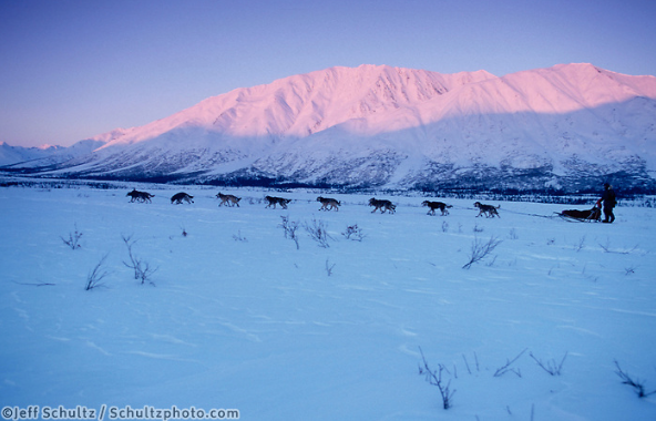 Iditarod 2020 - March 16th