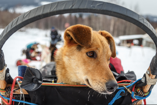 Iditarod 2020 - March 17th