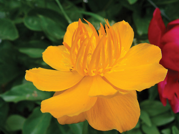 Three Alaska Perennial Treasures