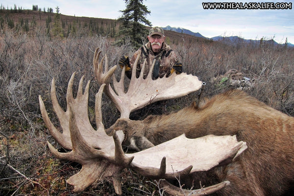 A Record Breaking Alaskan Bull Moose - Harvesting a Giant in Alaska