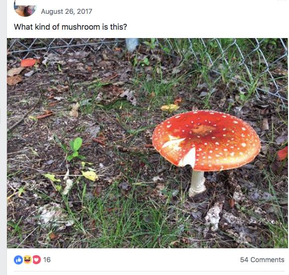 Alaska Mushrooms - 'Can I Eat This? Is this Edible?'