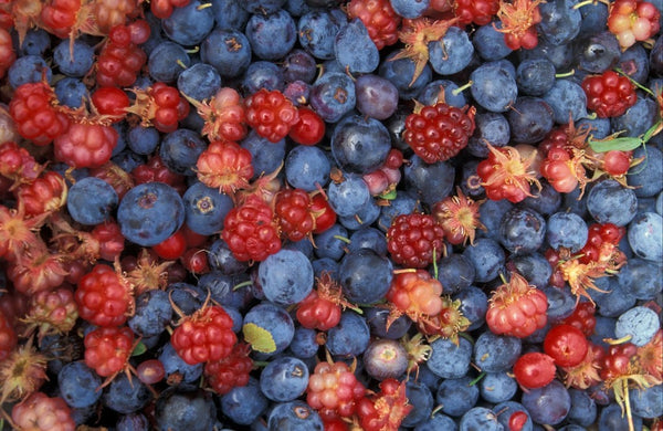 7 Tips for Preserving Wild Berries