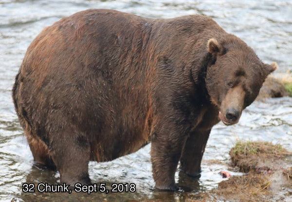 Alaska Brown Bears - So Fat You Get to Vote!