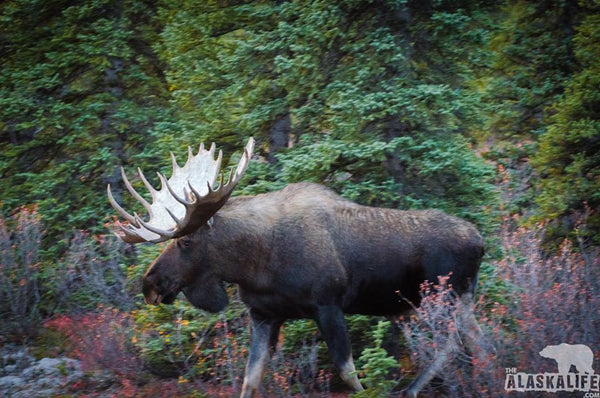 The "Perfect" Alaska Moose Hunting Rifle - Hunting Alces alces