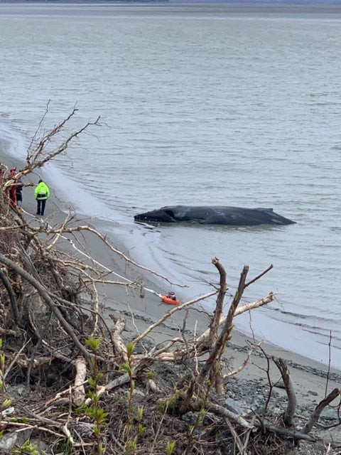 Baby Humpback Whale Stranded Near Girdwood
