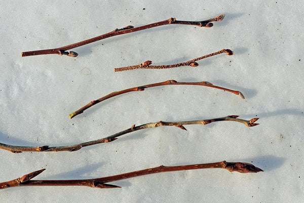 Treat Dry Skin With An Amazing Alaskan Tree