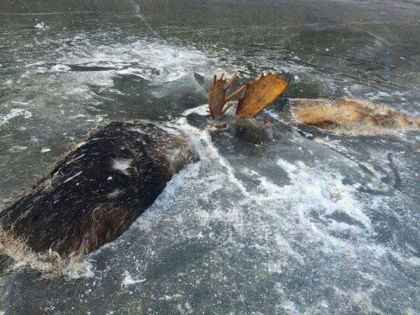 Moose Antlers Locked Up - A Once in a Lifetime Find