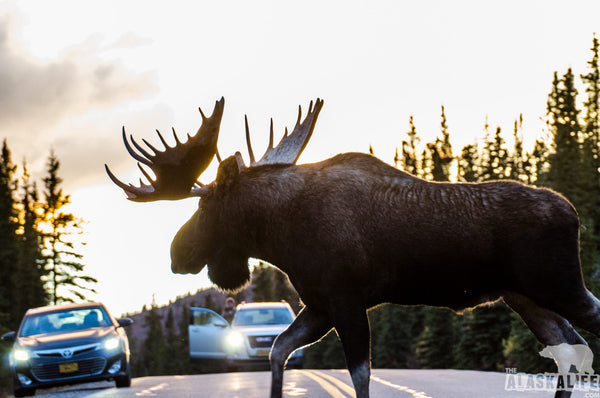 10 Times Moose Found Themselves in Traffic!  Hazards of Alaskan Motorists